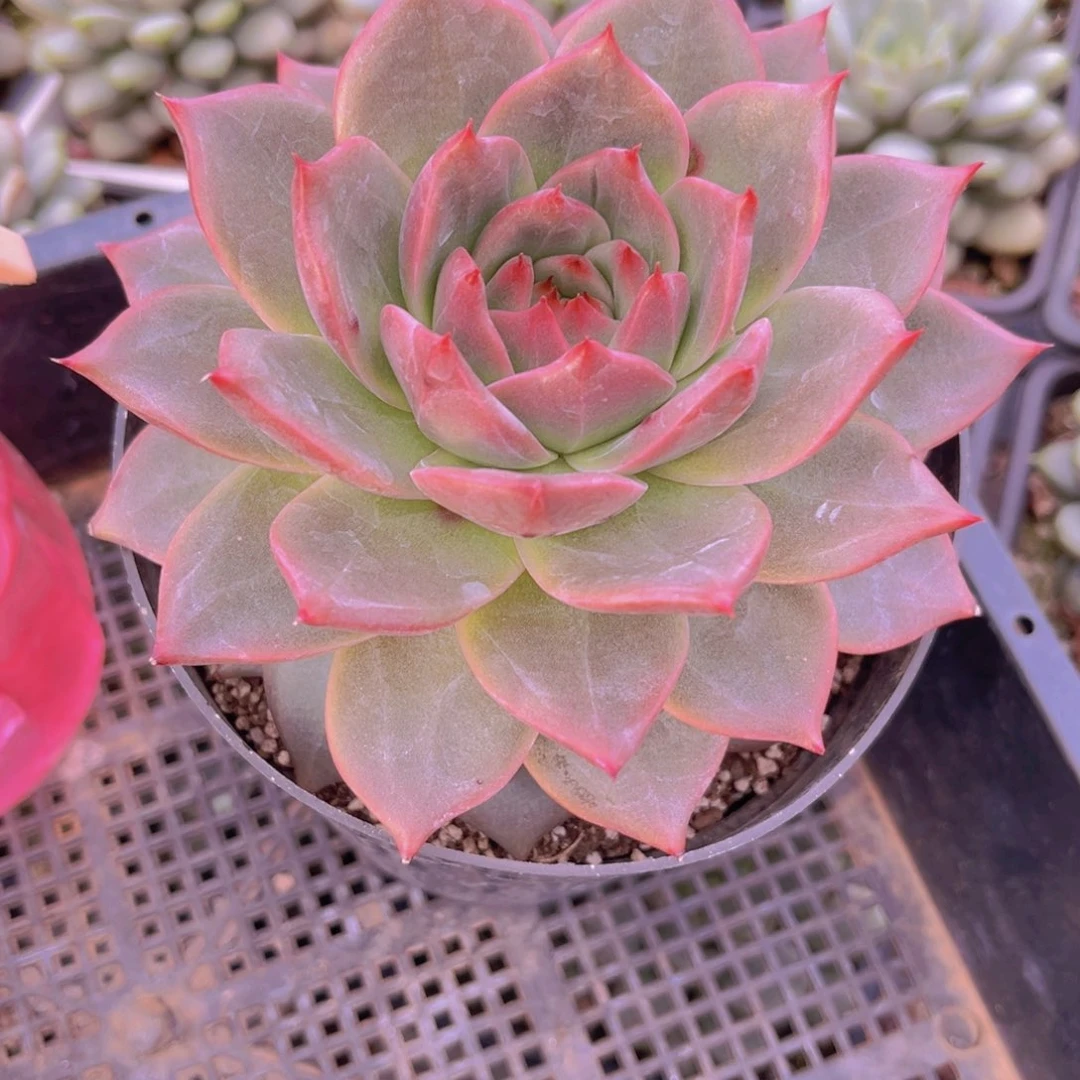 K***猫猫9999999999999999