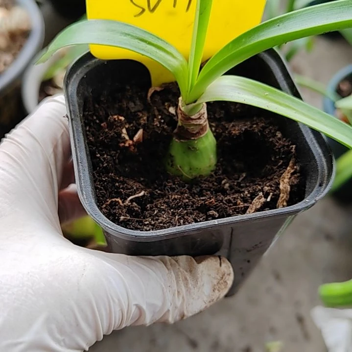 越南朱sV17主球  2.5