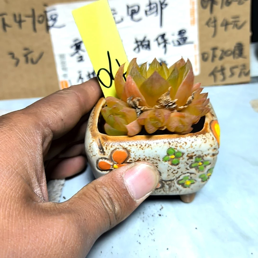 满6元包邮，#4号黄金菊多头