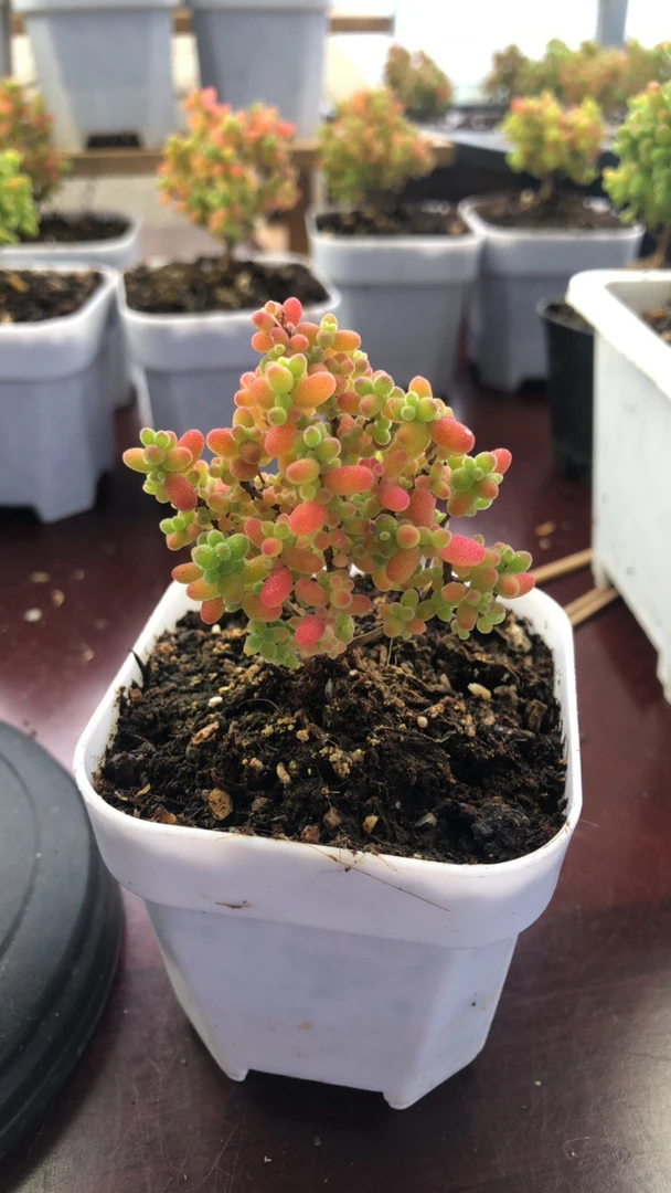 糖球米粒玉米枝干番杏