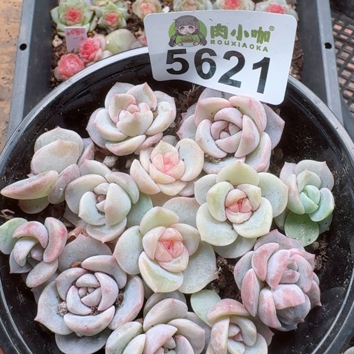 多肉植物多肉植物