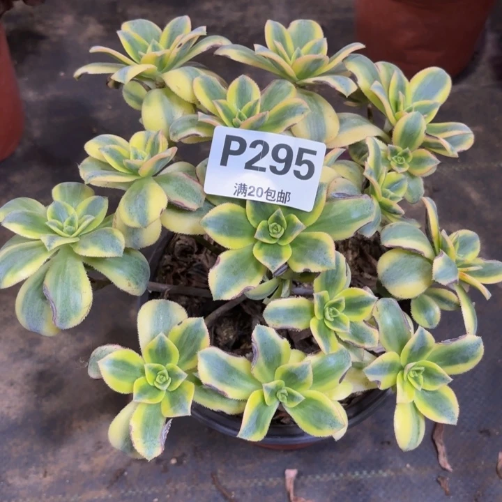 瑞妈多肉植物295.