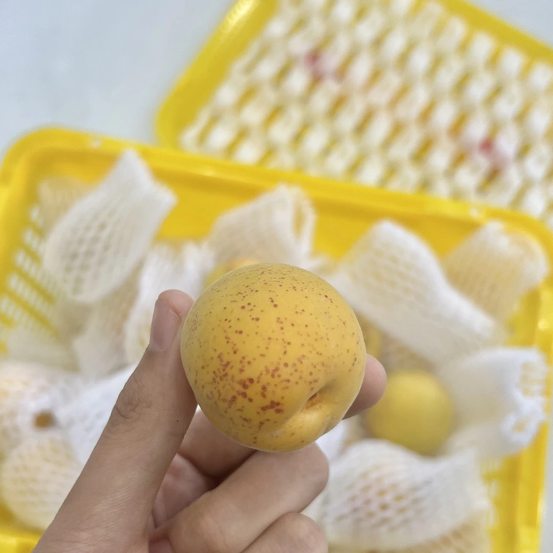 新疆雀斑美人杏 500g