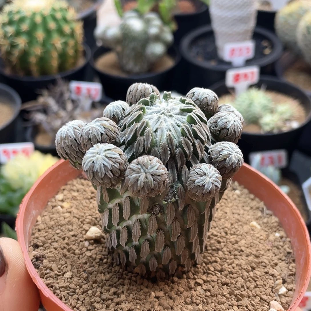 精巧丸群仙人球多肉植物