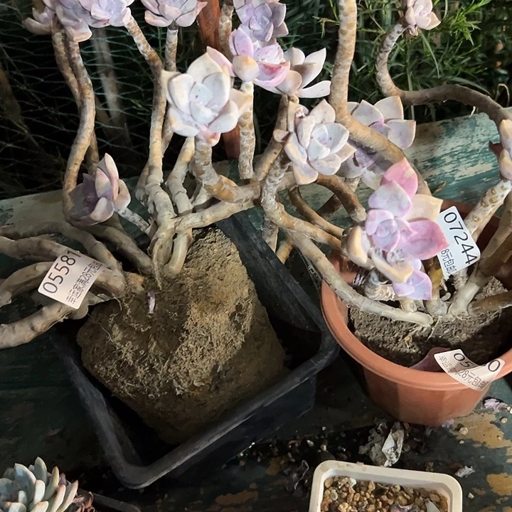 ****～幸运的是我还在幸运的