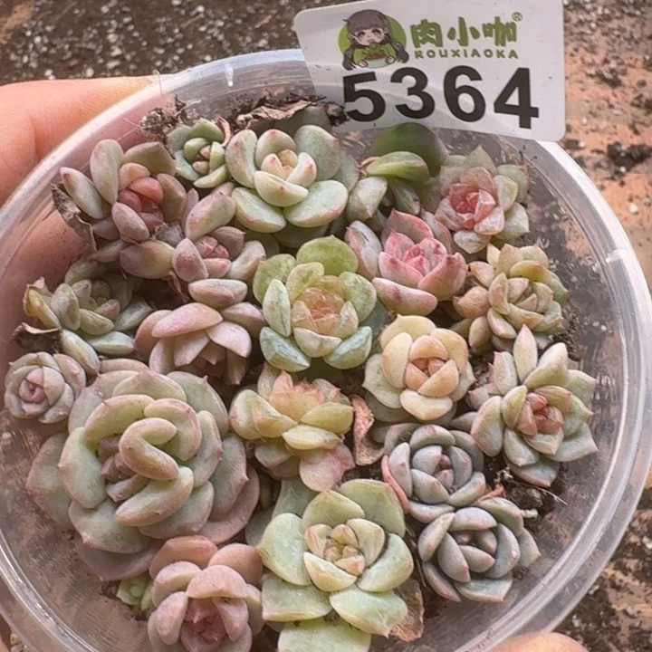 多肉植物多肉植物