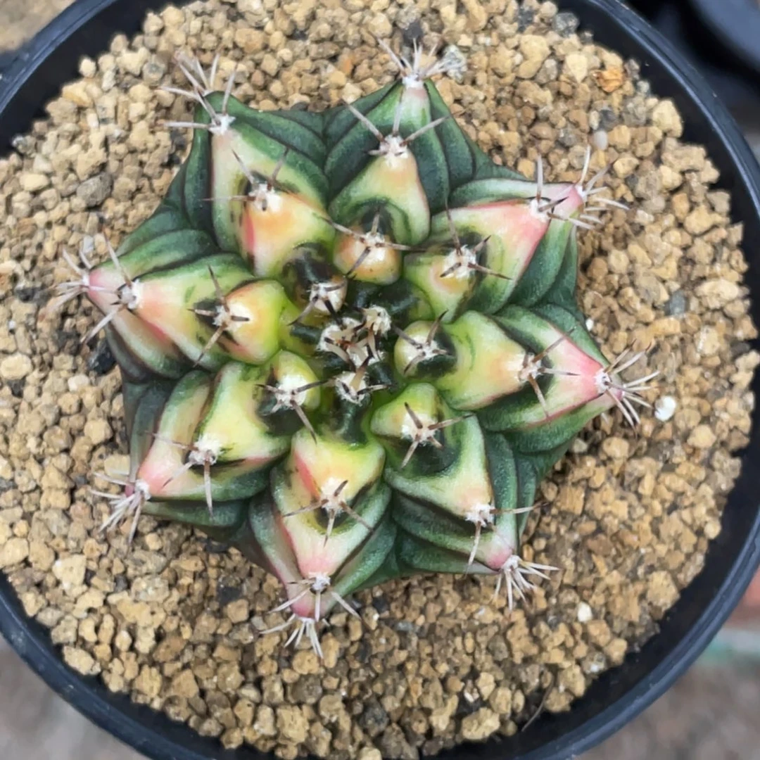 当前无花朵，栽培后可花朵虎斑规律三角V背锦