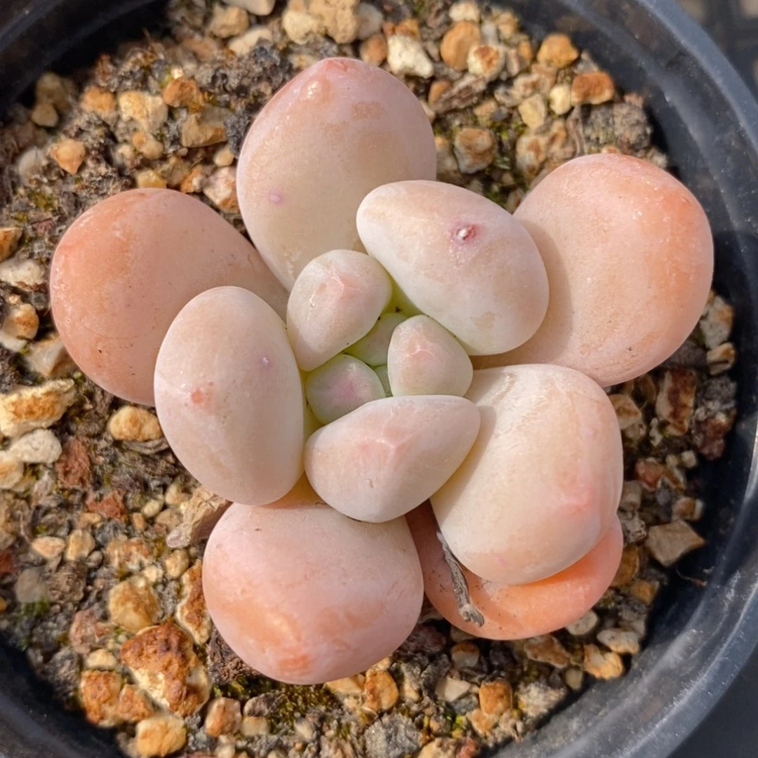 一物一拍精品多肉_小肥仔