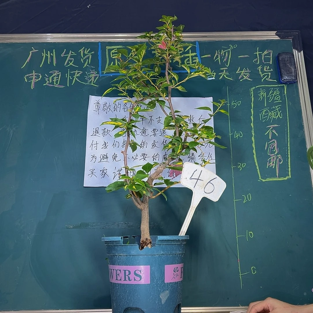 当前无花栽培后可以开花 75cm 金心橙白 原生小树头  46