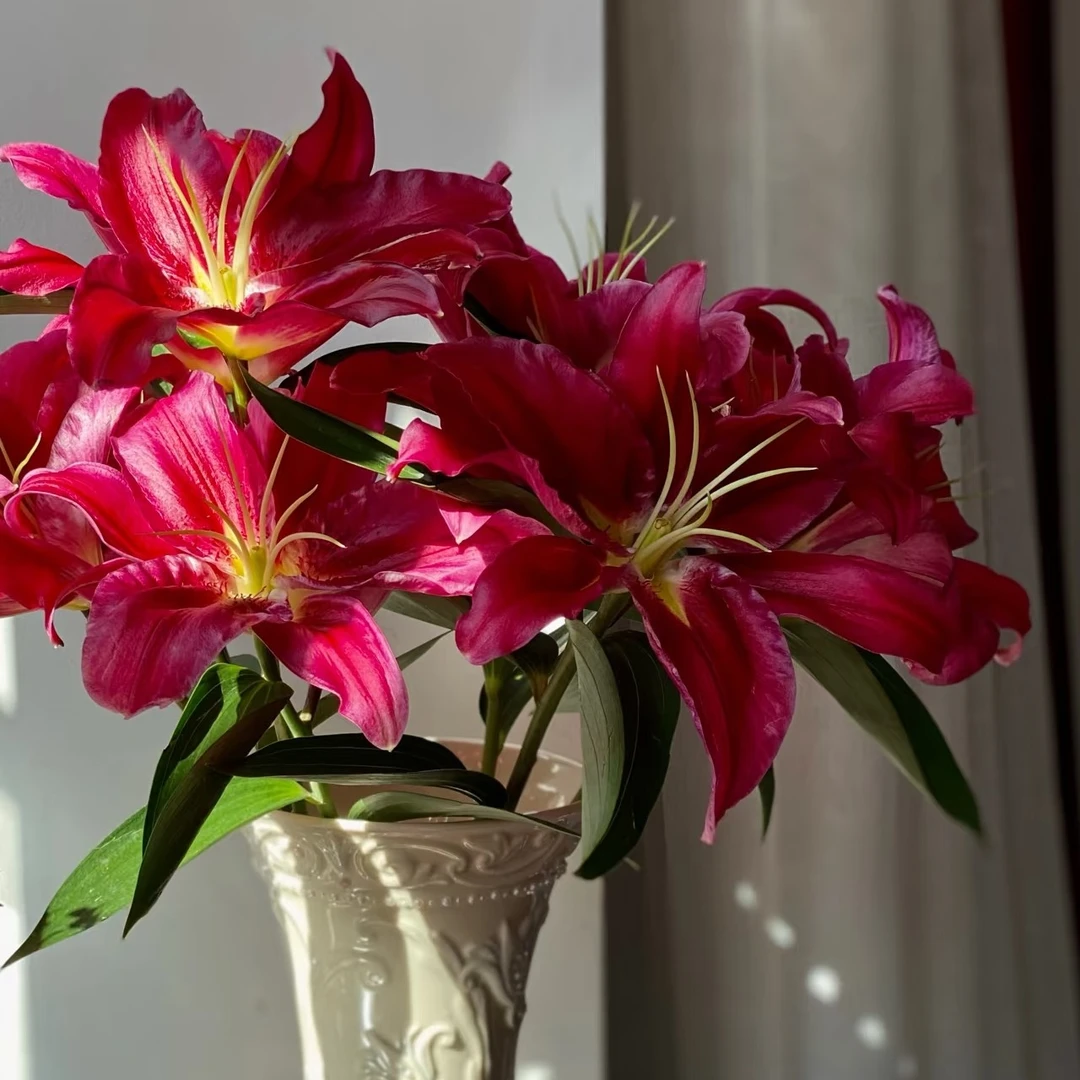 火石百合   居家办公优选《东北基地发货》