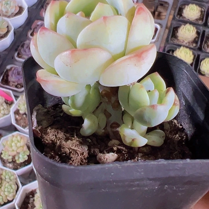 香草群精品多肉植物