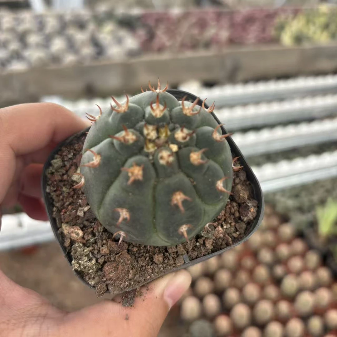 实生猫爪4cm    仙人球夏型种绿植盆栽桌面阳台办