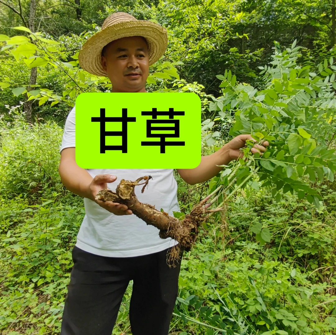 甘草 甘肃红皮甘草 大山里采挖 主根切片