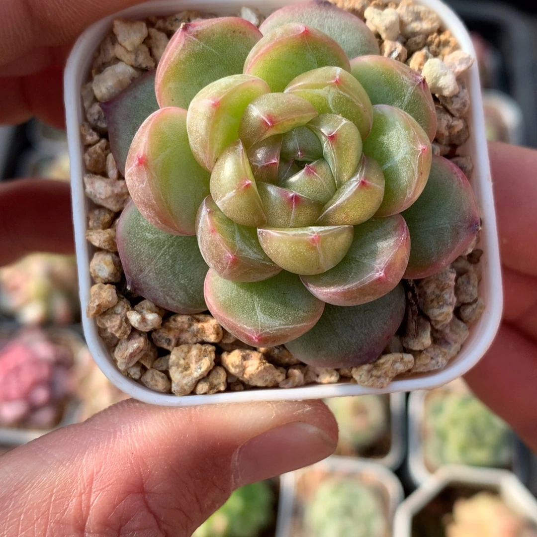 暗纹油透体。       20号