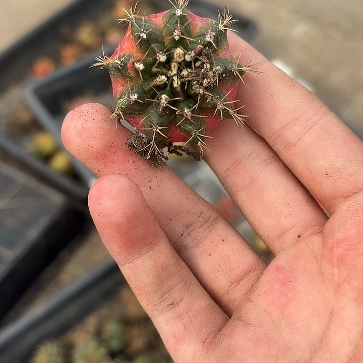 769-0425泰国发货