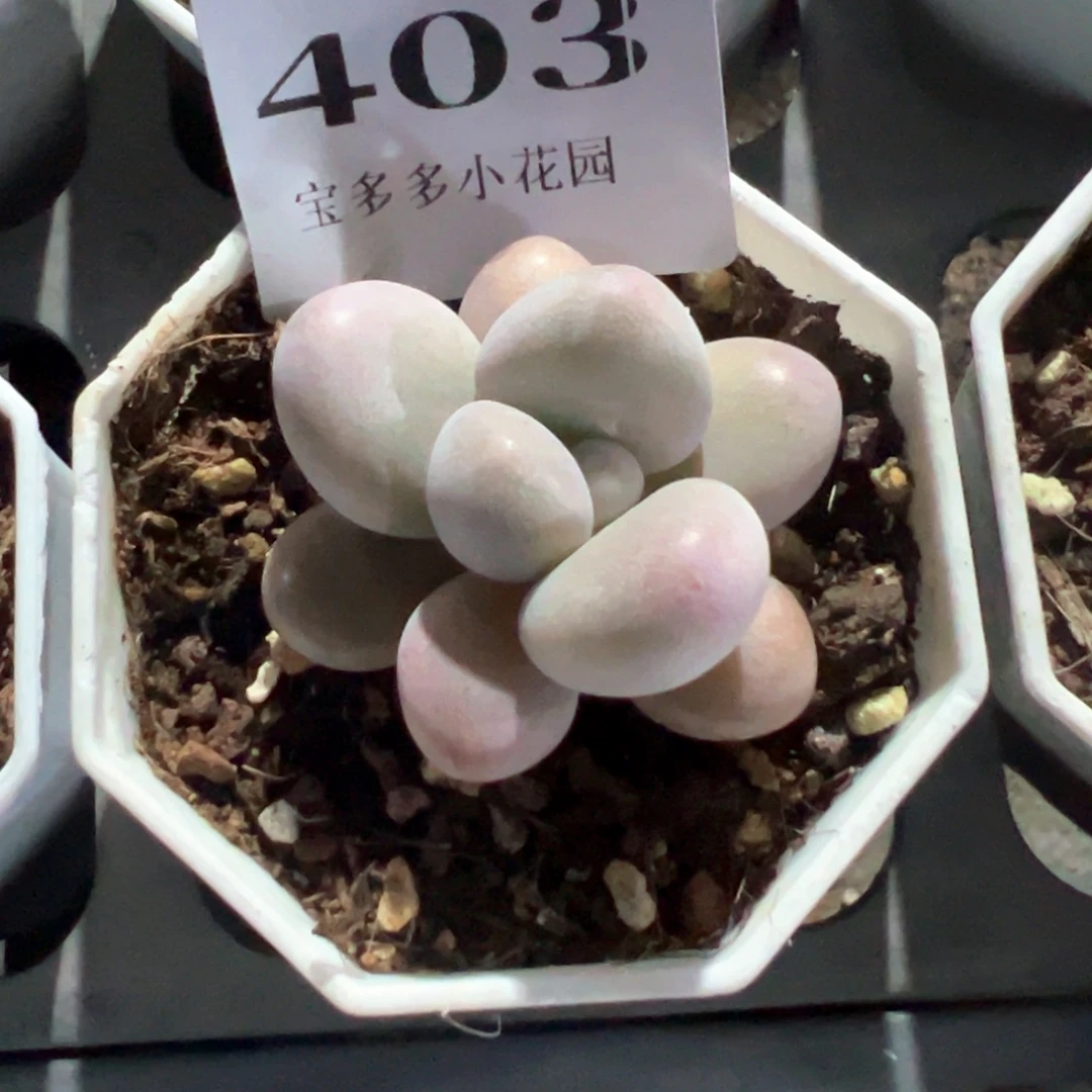 炎***e403号蜜多丽一物一拍