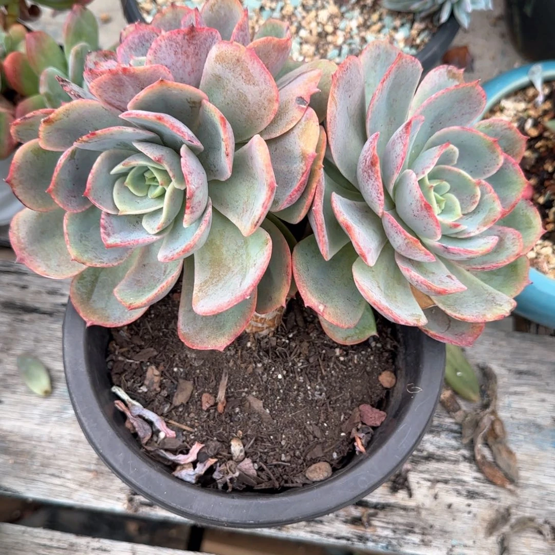 多肉植物多肉植物