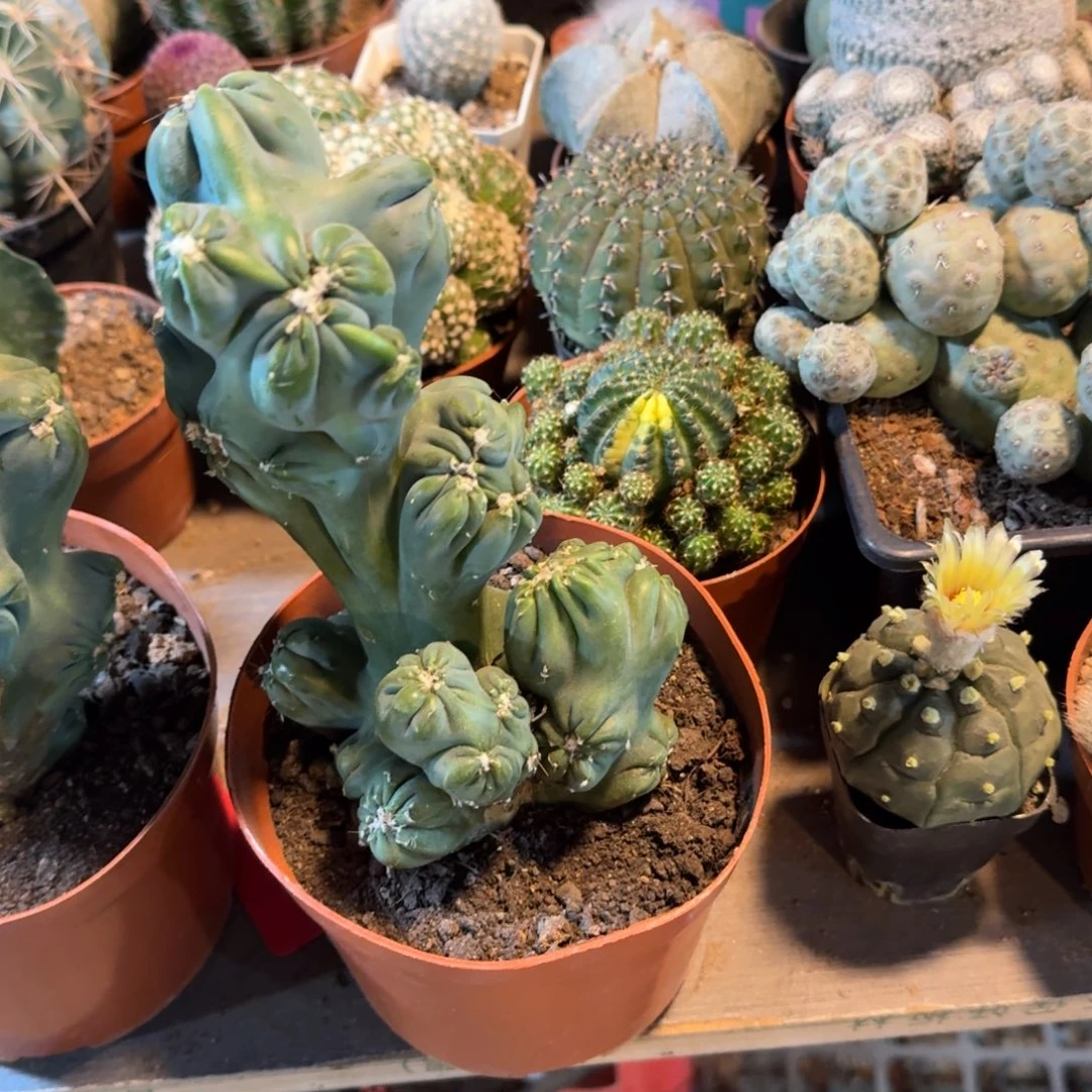 强***可口可乐了可口可乐了