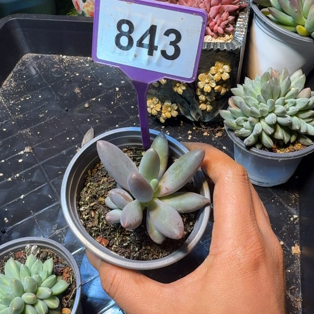 多肉植物烟花群843