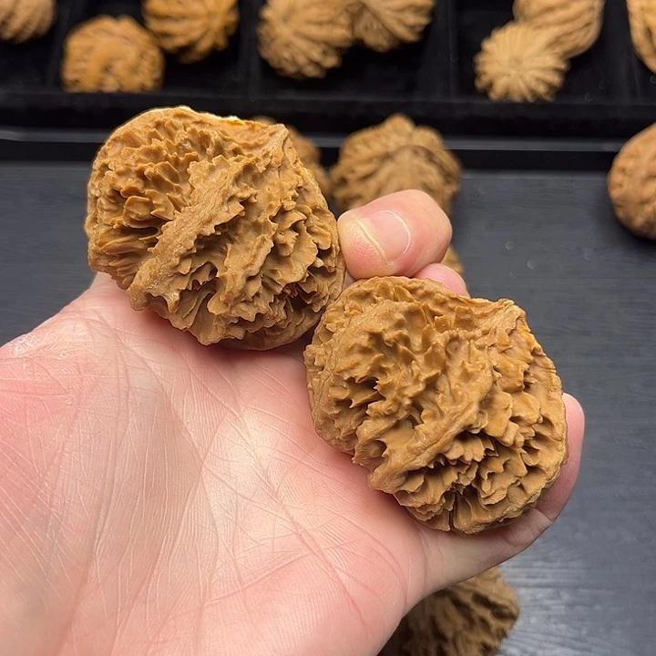 核桃突突突突突突突突突突突