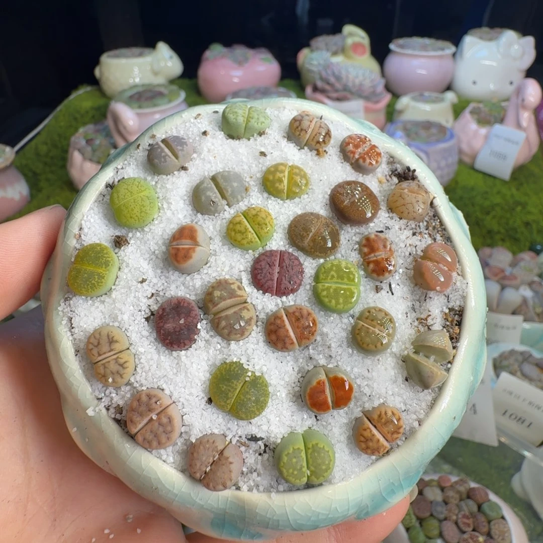 多肉植物的生长发育1082