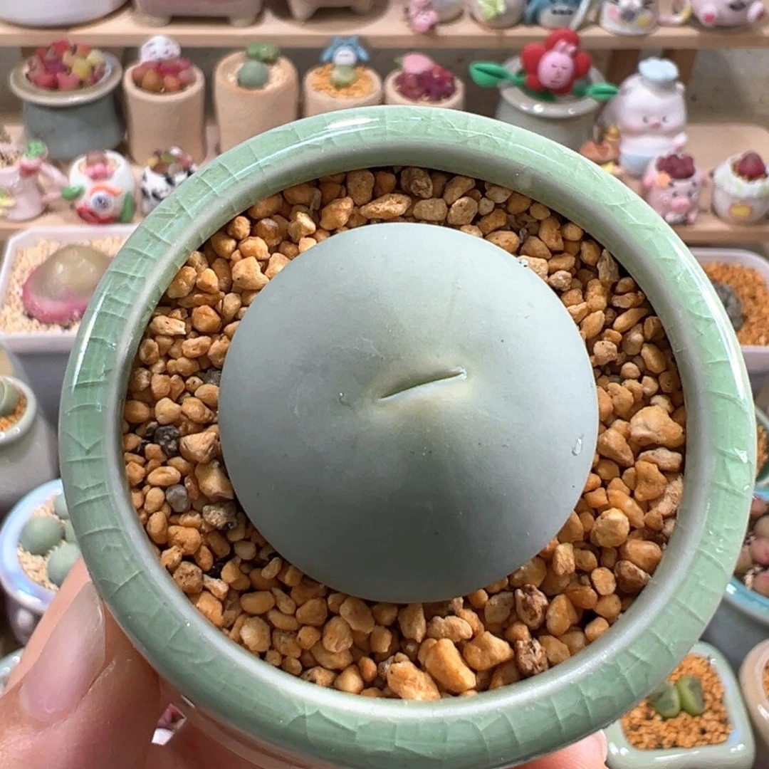 多肉植物7号鸽子蛋3厘米