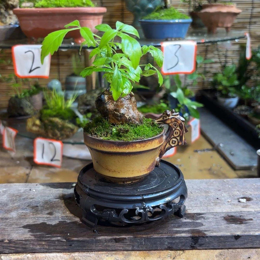 无花朵?*退款拉黑一物一拍62