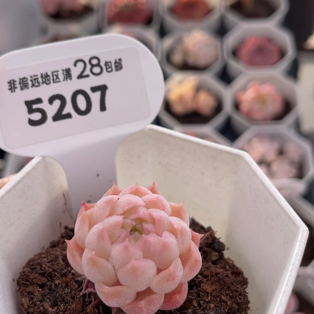 朱砂痣5207-3.5厘米