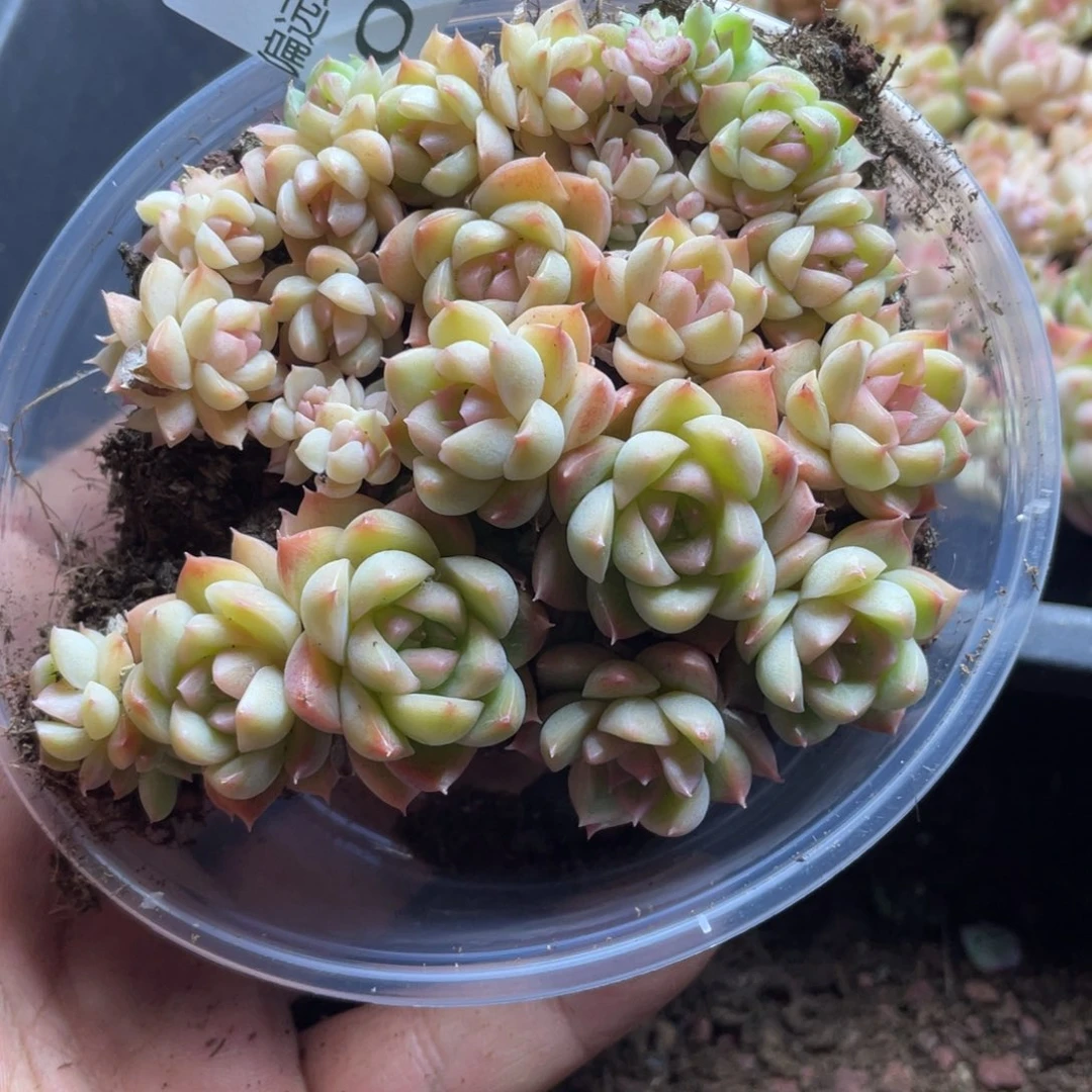 量拍一份一盒子031