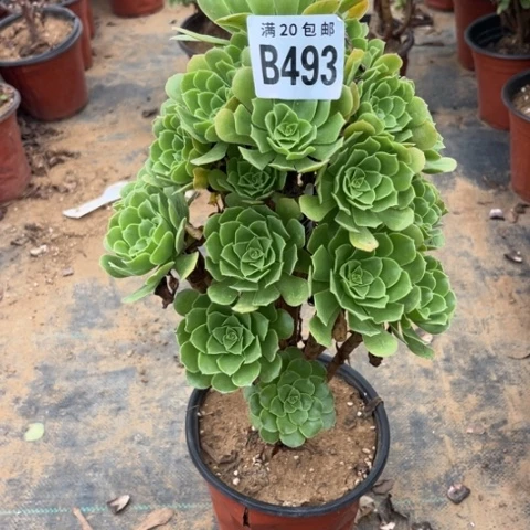 493绿羊绒不包断枝