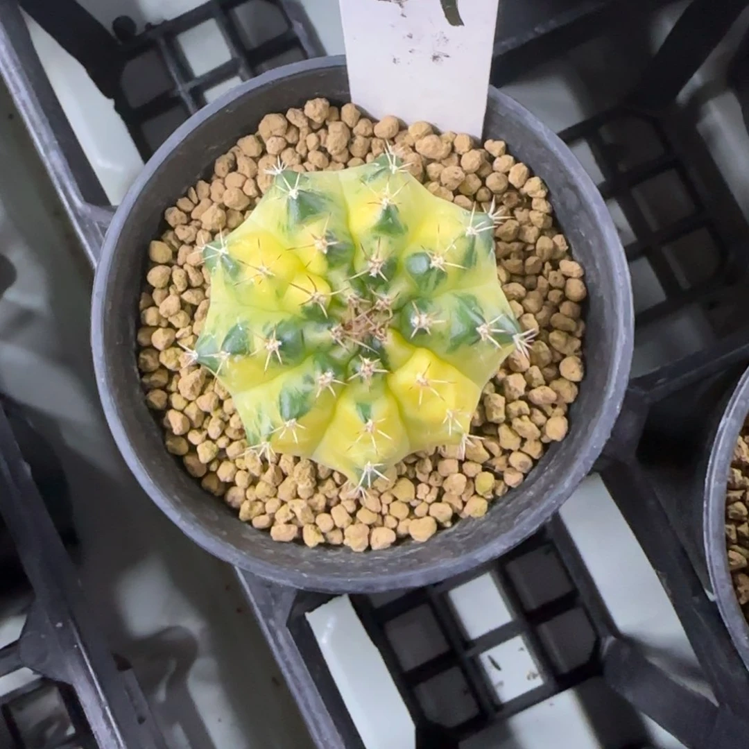 34-0306月冠脱土发多肉