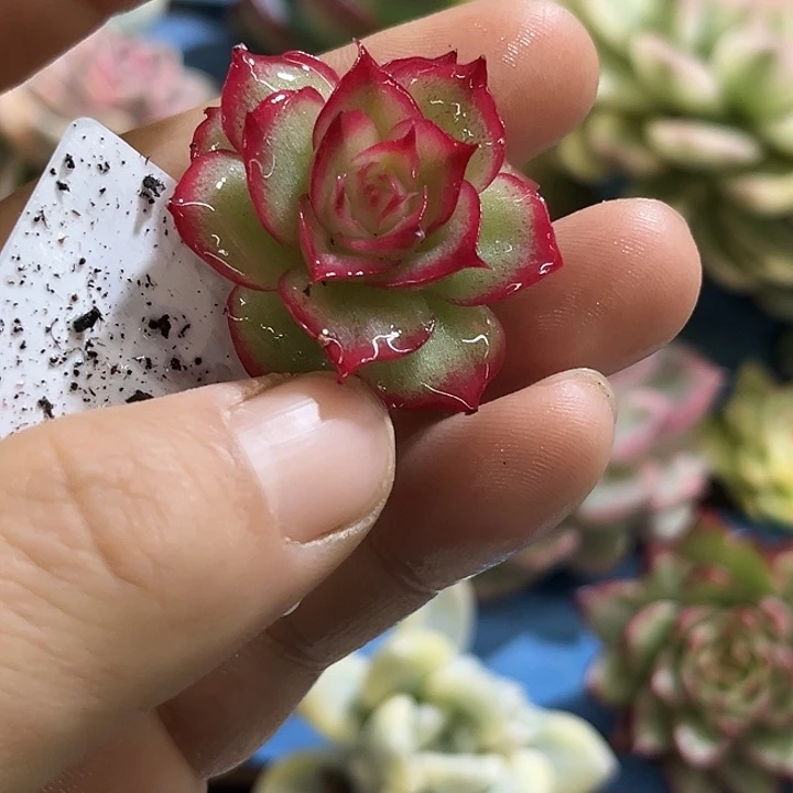 488侧影玫瑰锦炸多肉植物