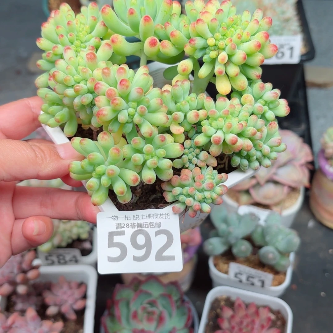 果冻乙女心缀化无盆土发货