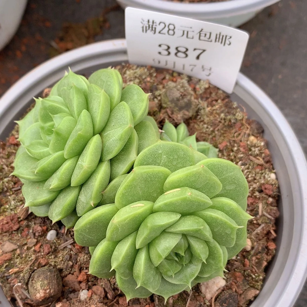 【闪购商品】云387号