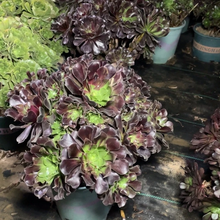 73欧多肉植物多肉植物