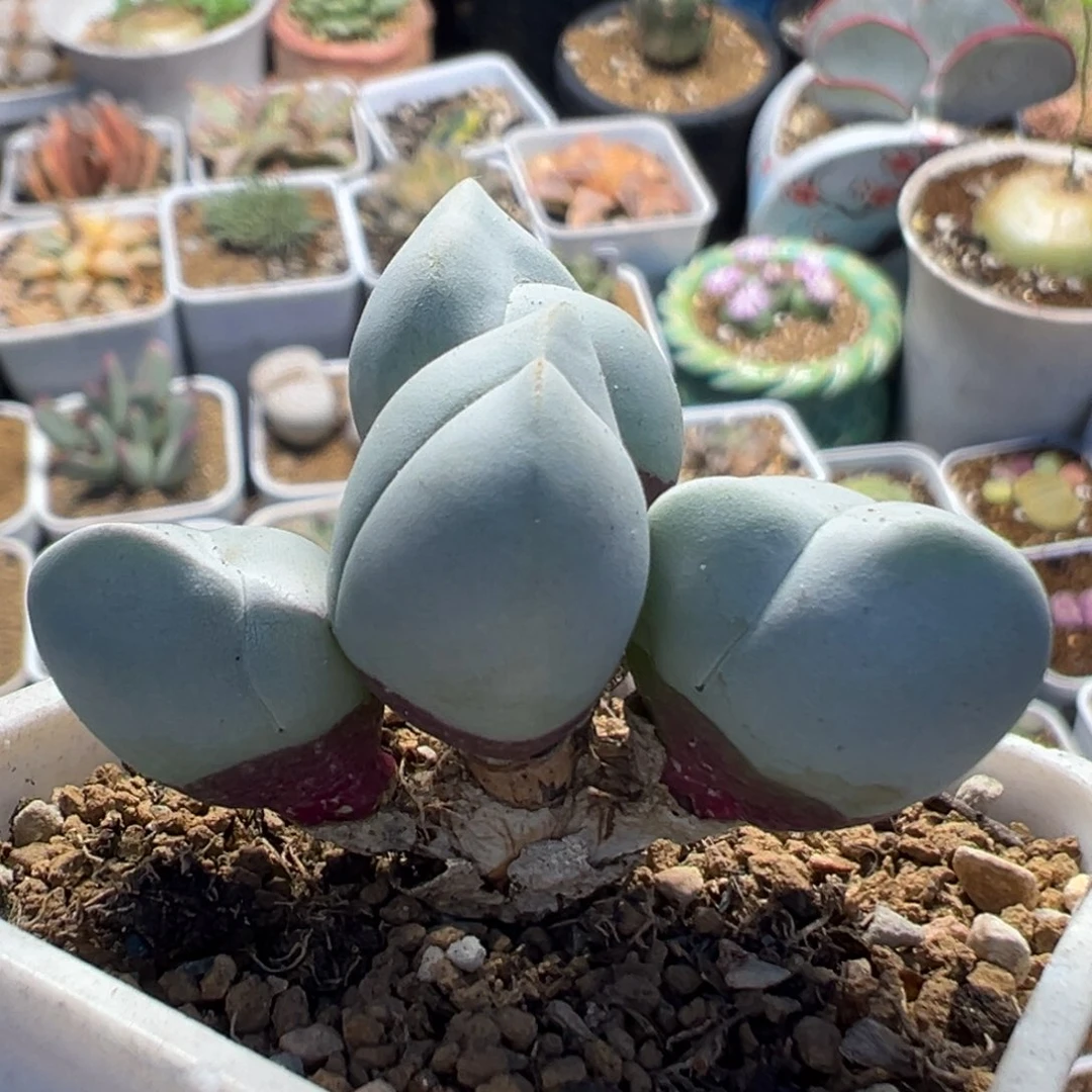109多肉植物百科植物