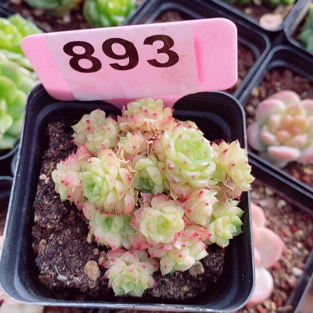 蟹**末香特6cm不包整群