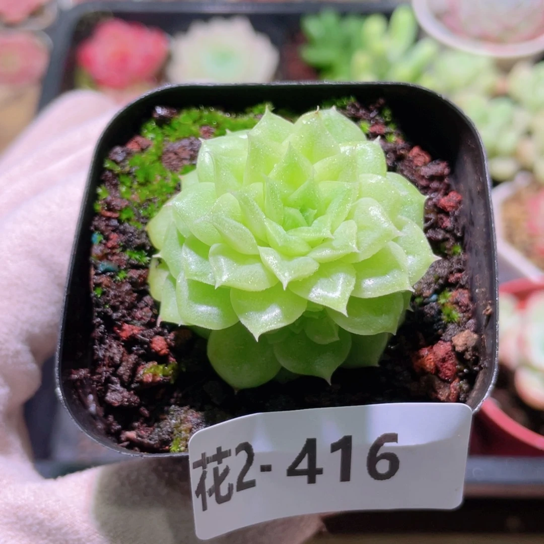 花利美2-416麦秆带侧芽