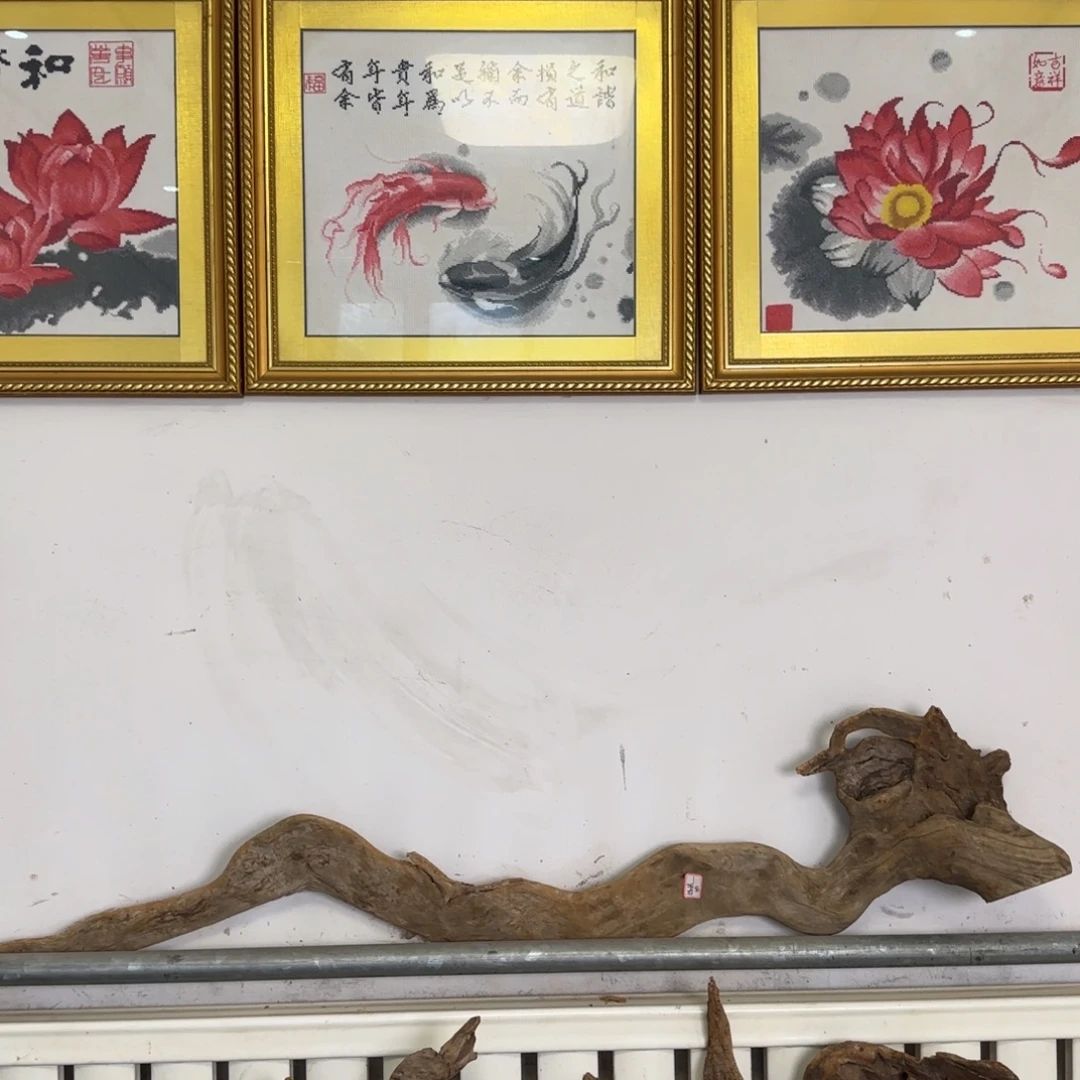 振***波崖柏太行崖柏易县料