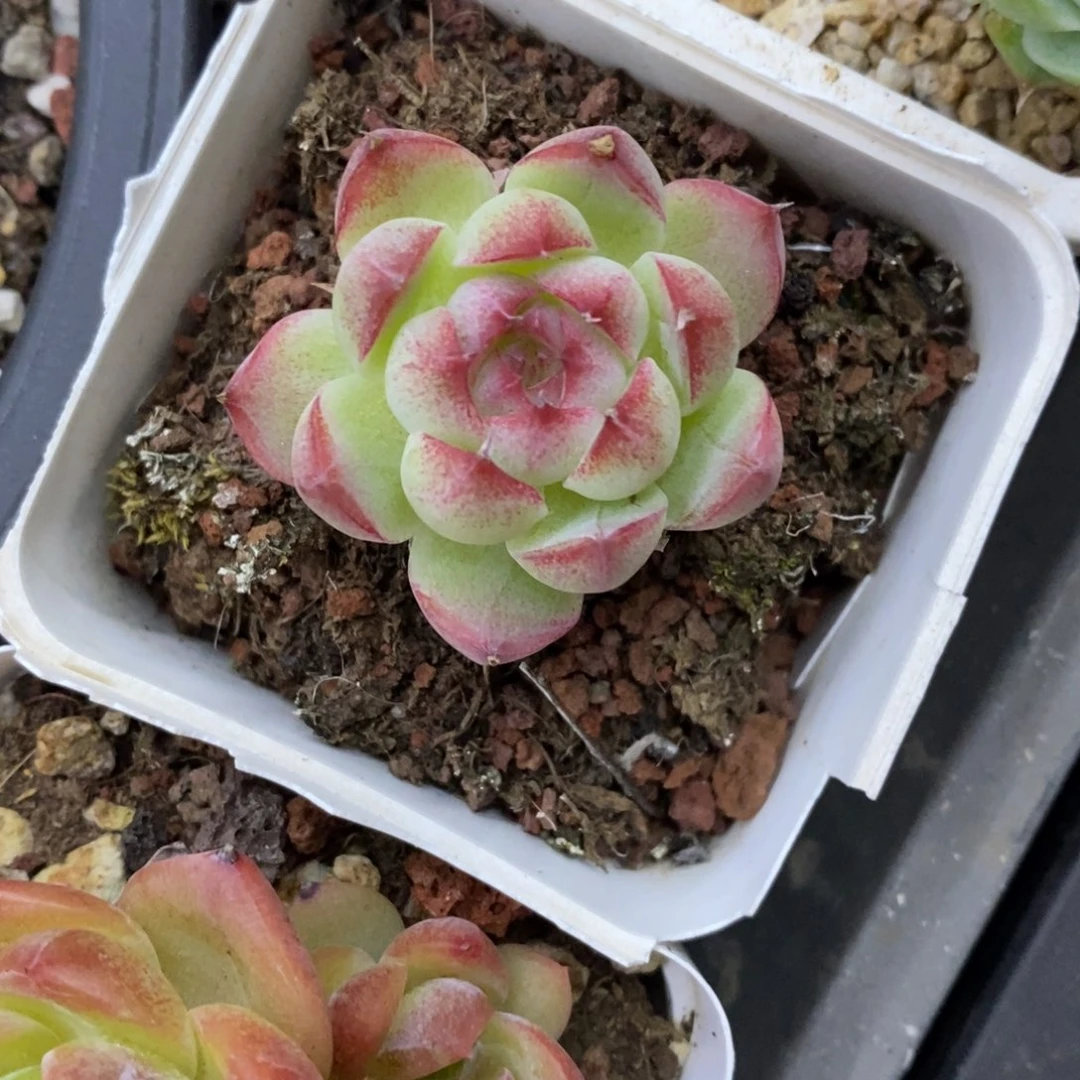 精品多肉一物一拍不包整1
