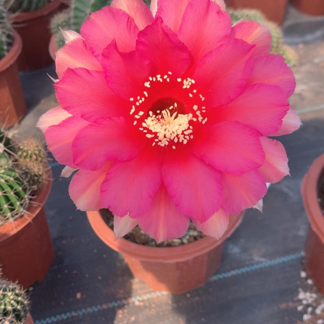 飞**1078实生彩草15公分杯