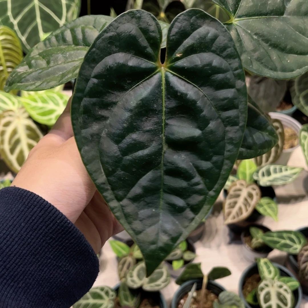 完全开放黑奢华杂帝王