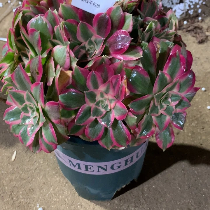 六***顺617布兰迪多肉植物特价