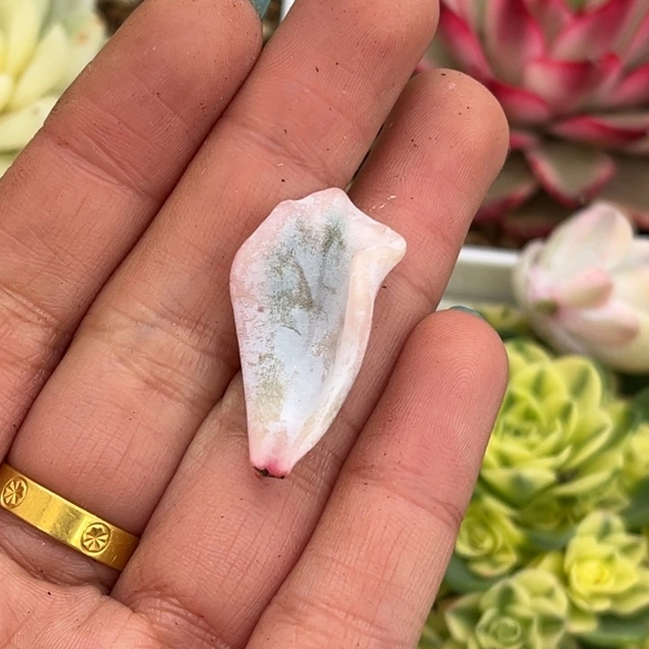 ?**?芭蕾舞者叶片一颗价格