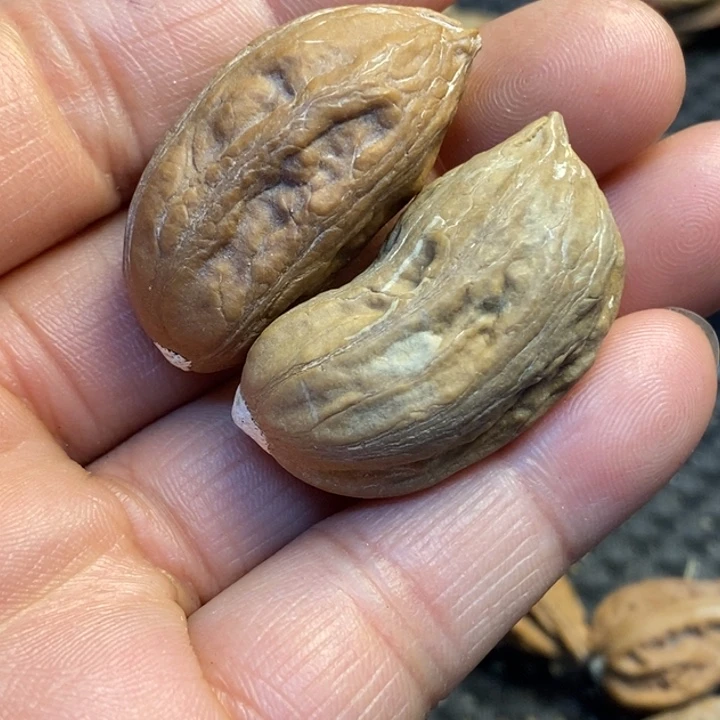 吊坠文玩核桃娜姐108