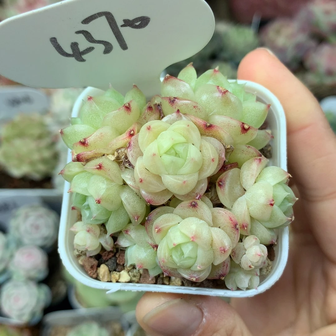 蜜蜡珍妮麦秆10头群4370