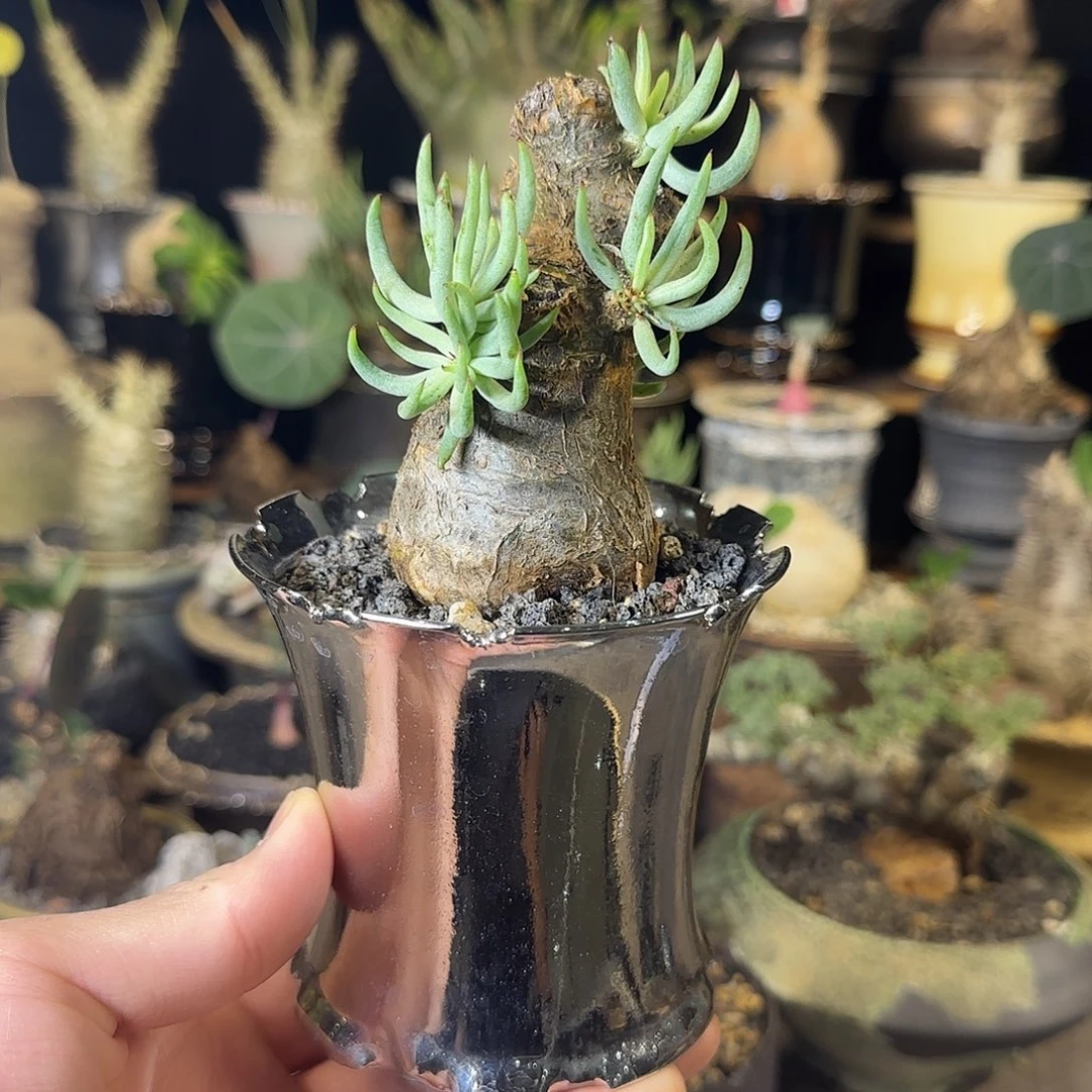 一物一拍白象奇峰锦06