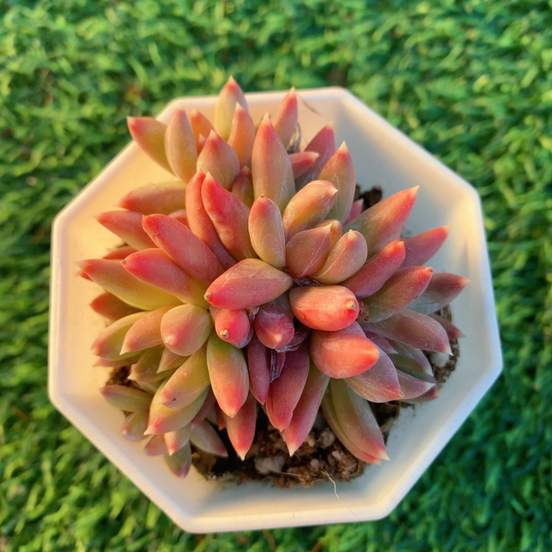 炫彩星群3-5CM【花界草堂】精品多肉阳台盆栽新手易养一单包邮