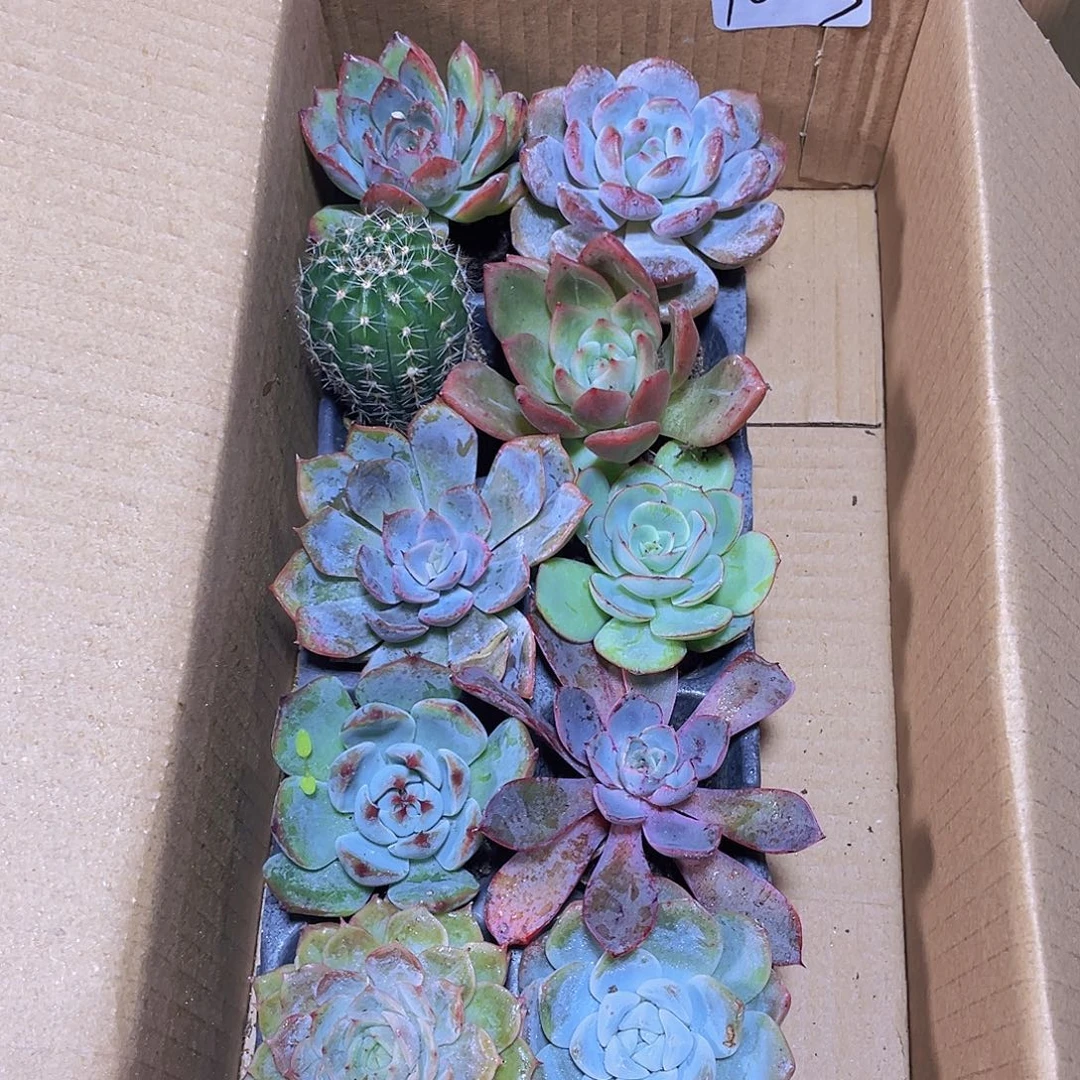 10颗-3号约4-5厘米