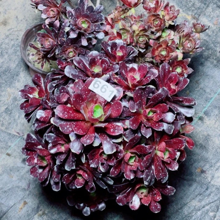 多肉植物百科661